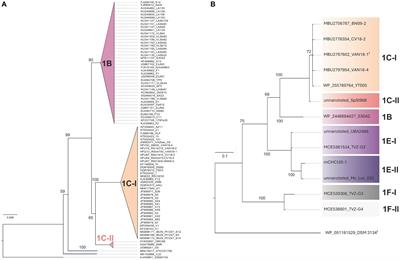 Acidithiobacillia class members originating at sites within the Pacific Ring of Fire and other tectonically active locations and description of the novel genus ‘Igneacidithiobacillus’